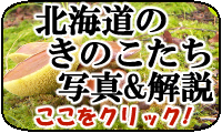 北海道のきのこ写真＆解説