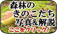 森林のきのこ写真＆解説